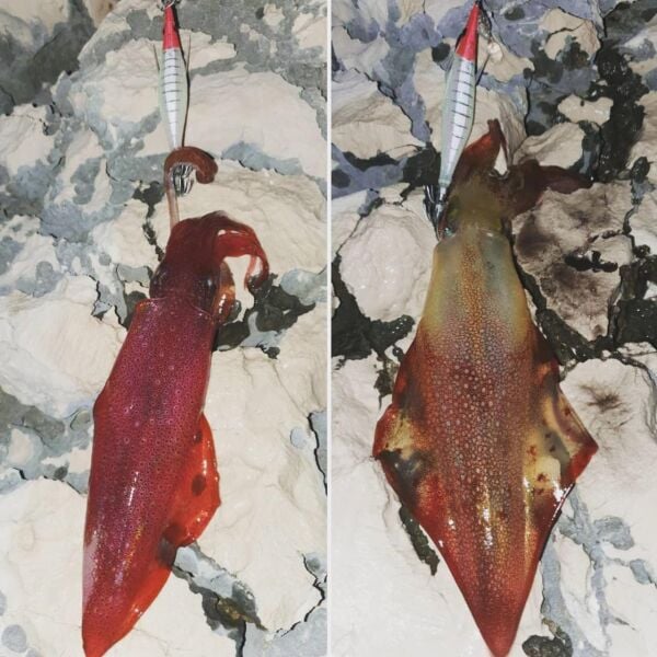 DTD Ballistic Egi 3.0B Glow Sinking Speed 100 mm 16 gr Kalamar Zokası