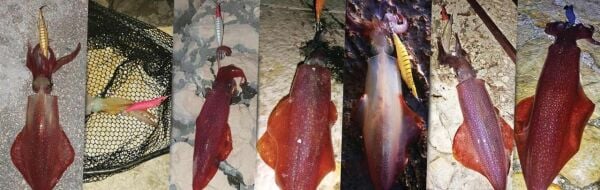 DTD Ballistic Egi 3.0B Glow Sinking Speed 100 mm 16 gr Kalamar Zokası